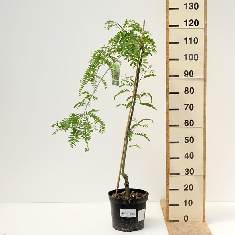 Gleditsia triacanthos var. inermis Emerald Cascade - Acacia de tres espinas Maceta 12L/15L, Tallo Ejemplar entregado en la primavera