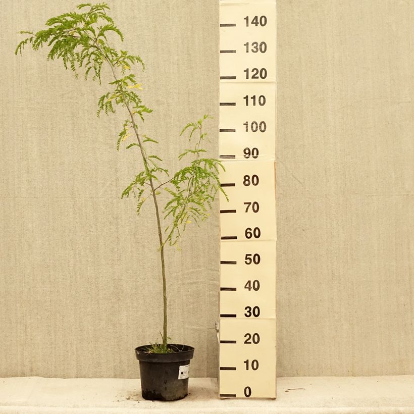 Ejemplar de Gleditsia triacanthos - Acacia de tres espinas Maceta 4L/5L entregado en verano