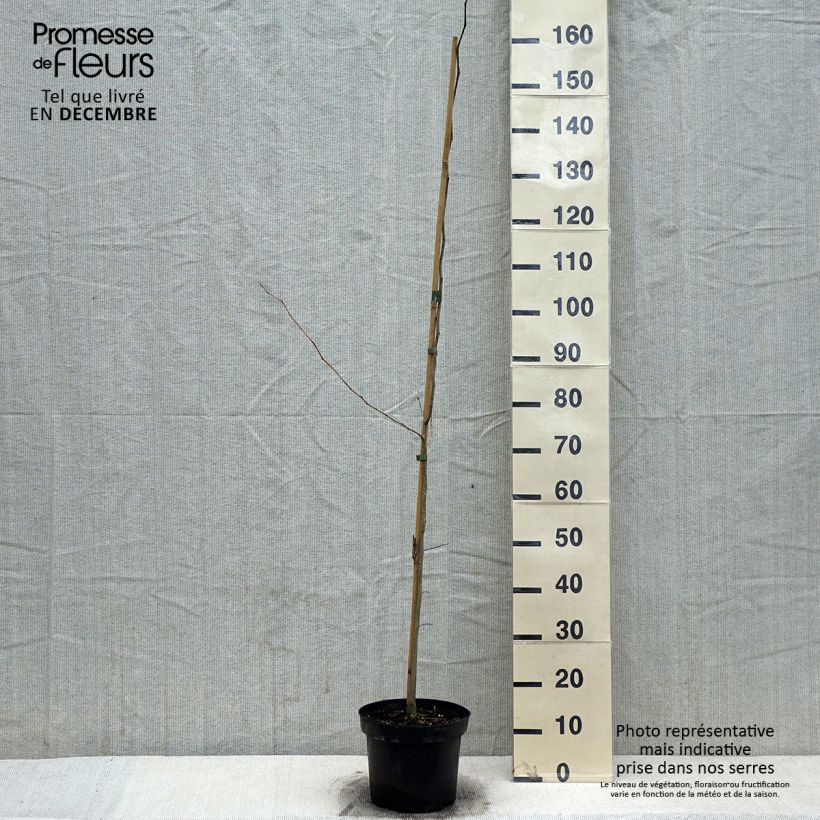 Gleditsia triacanthos - Acacia de tres espinas Maceta 4L/5L Ejemplar entregado en invierno