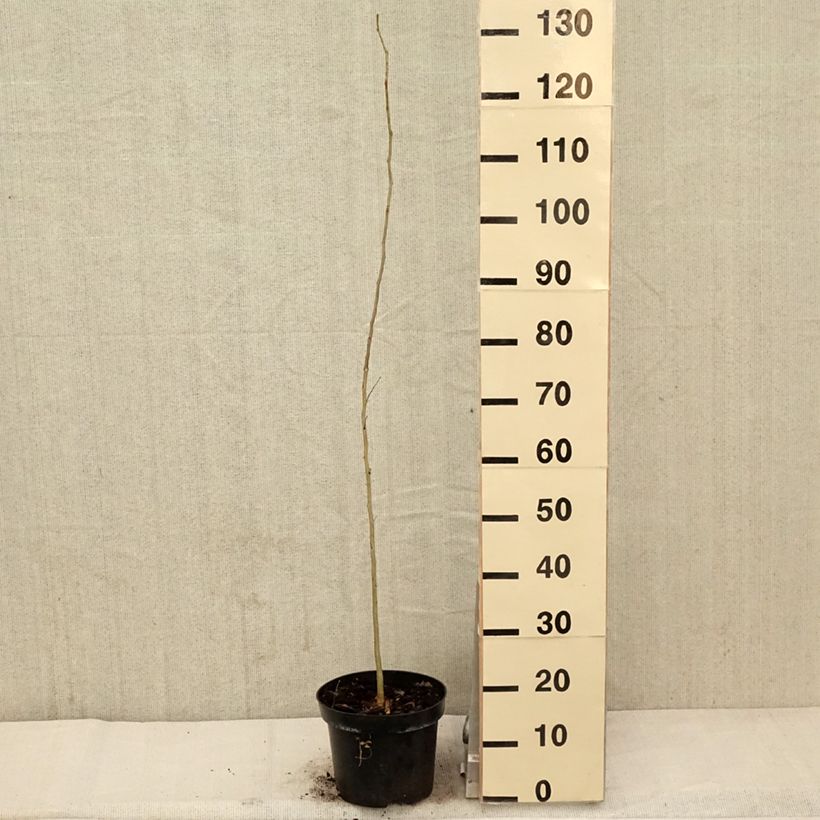 Gleditsia triacanthos - Acacia de tres espinas Maceta 4L/5L Ejemplar entregado en la primavera