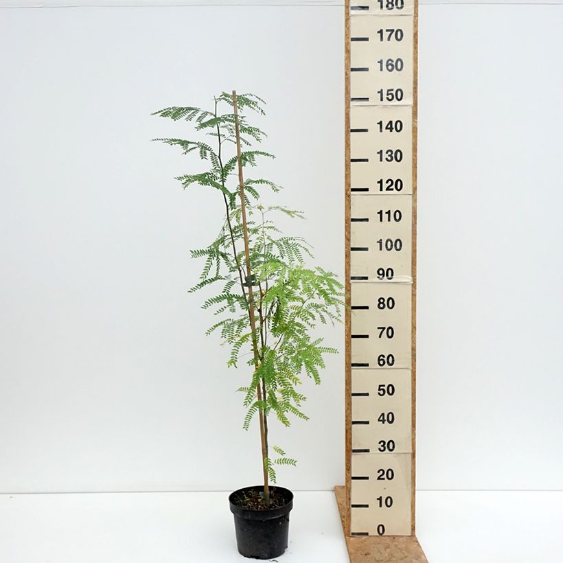 Ejemplar de Gleditsia triacanthos Goofy - Acacia de tres espinas Maceta 7,5L/10L entregado en verano