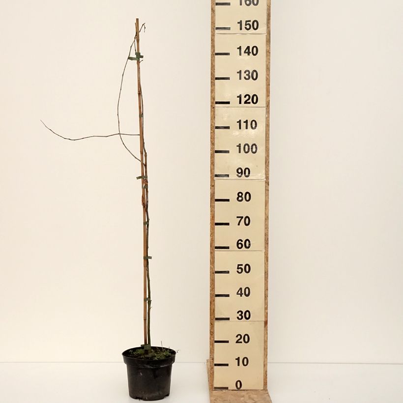 Gleditsia triacanthos Goofy - Acacia de tres espinas Maceta 7,5L/10L Ejemplar entregado en invierno