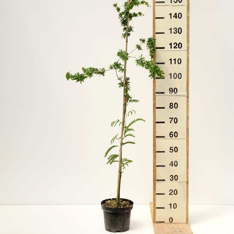 Gleditsia triacanthos Goofy - Acacia de tres espinas Maceta 7,5L/10L Ejemplar entregado en la primavera