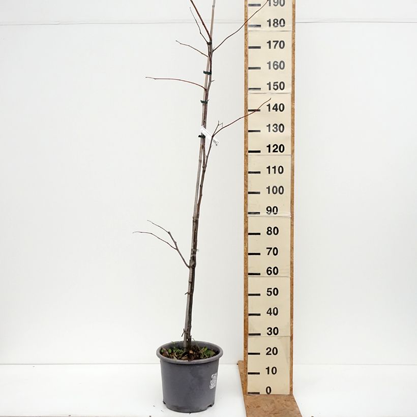 Ejemplar de Gleditsia triacanthos Skyline - Acacia de tres espinas Maceta 12L/15L, Arból joven entregado en otoño