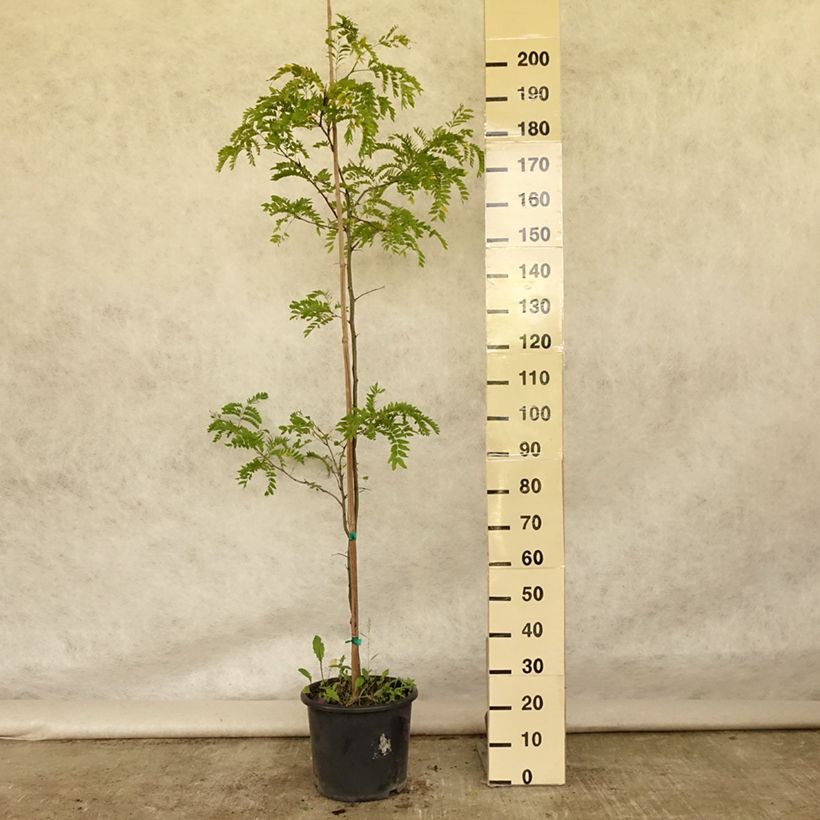Ejemplar de Gleditsia triacanthos Skyline - Acacia de tres espinas Maceta 12L/15L, Arból joven entregado en verano