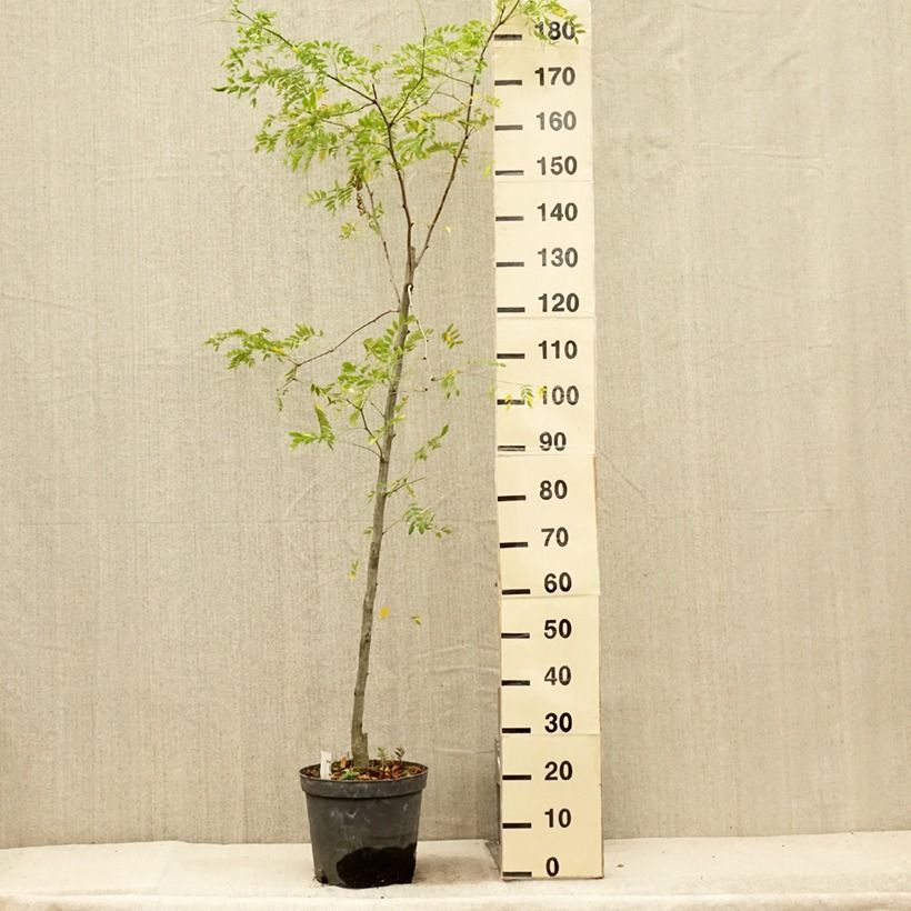 Ejemplar de Gleditsia triacanthos Skyline - Acacia de tres espinas Maceta 7,5L/10L entregado en verano