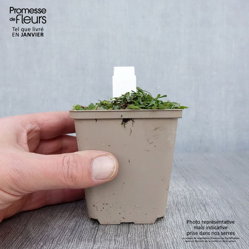 Globularia cordifolia - Coronilla de fraile Maceta de 8/9 cm Ejemplar entregado en invierno