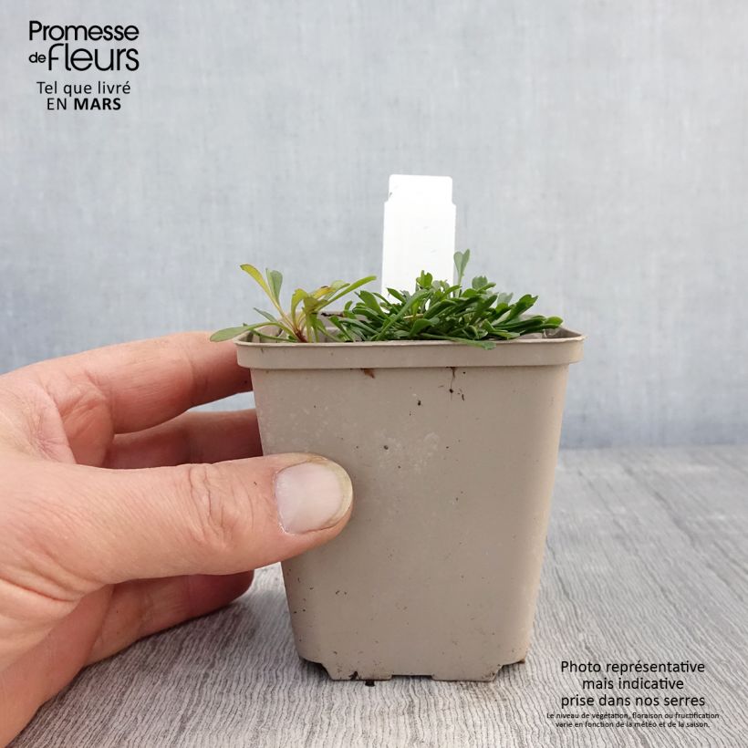 Globularia cordifolia - Coronilla de fraile Maceta de 8/9 cm Ejemplar entregado en la primavera