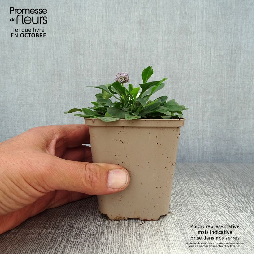 Ejemplar de Globularia punctata - Coronilla de fraile Maceta de 8/9 cm entregado en otoño