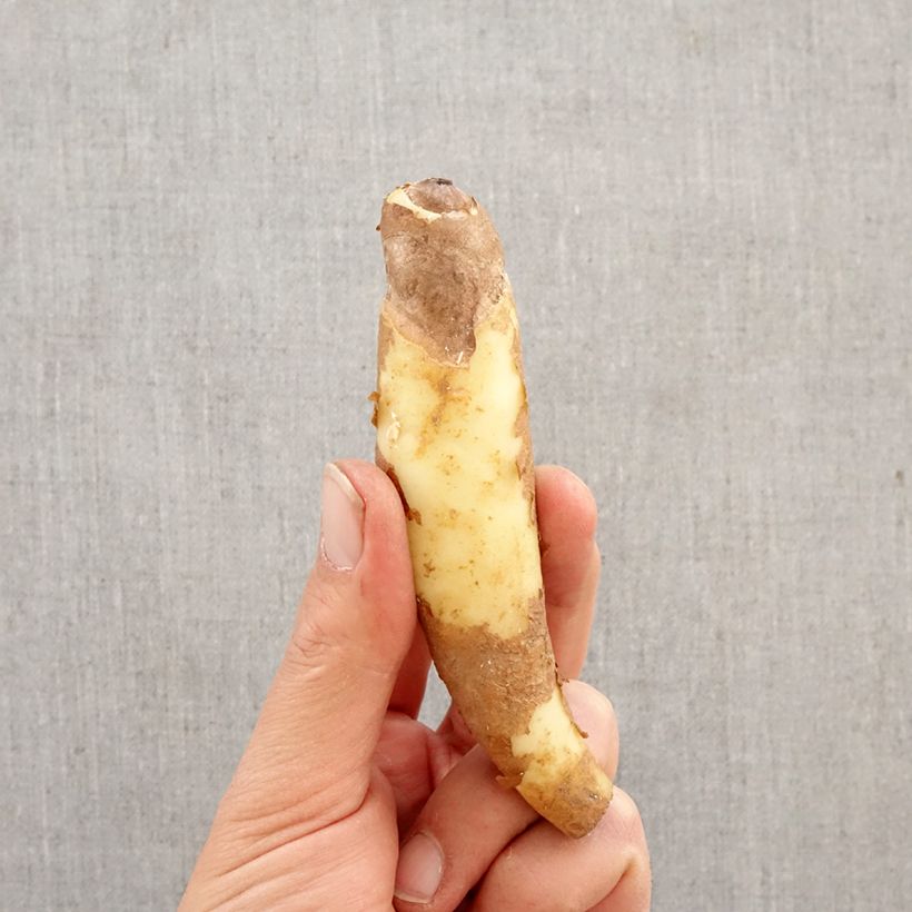 Gloriosa superba var. rothschildiana - Bandera española Bulbo Ejemplar entregado en la primavera