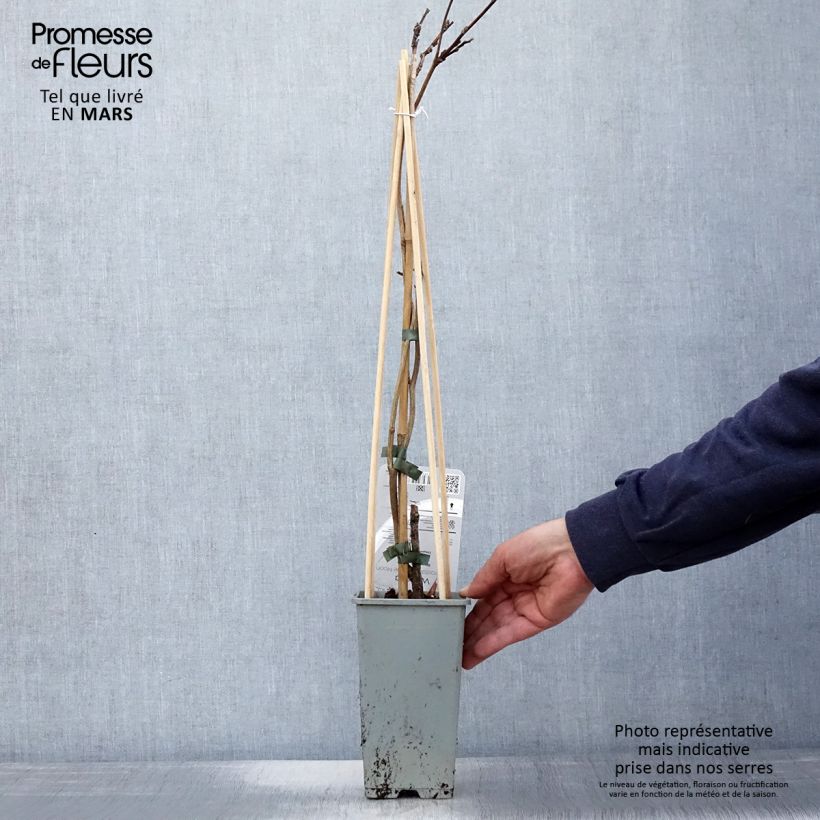 Wisteria frutescens var. macrostachya Blue Moon - Glicina americana Maceta 2L/3L Ejemplar entregado en la primavera