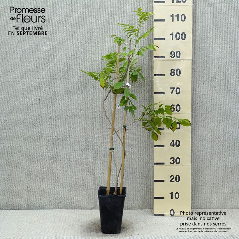 Ejemplar de Wisteria sinensis Blue Line - Glicinia Maceta 2L/3L entregado en verano