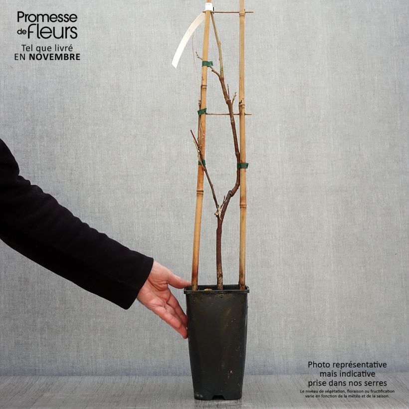 Ejemplar de Wisteria sinensis Caroline - Glicinia Maceta 2L/3L entregado en otoño