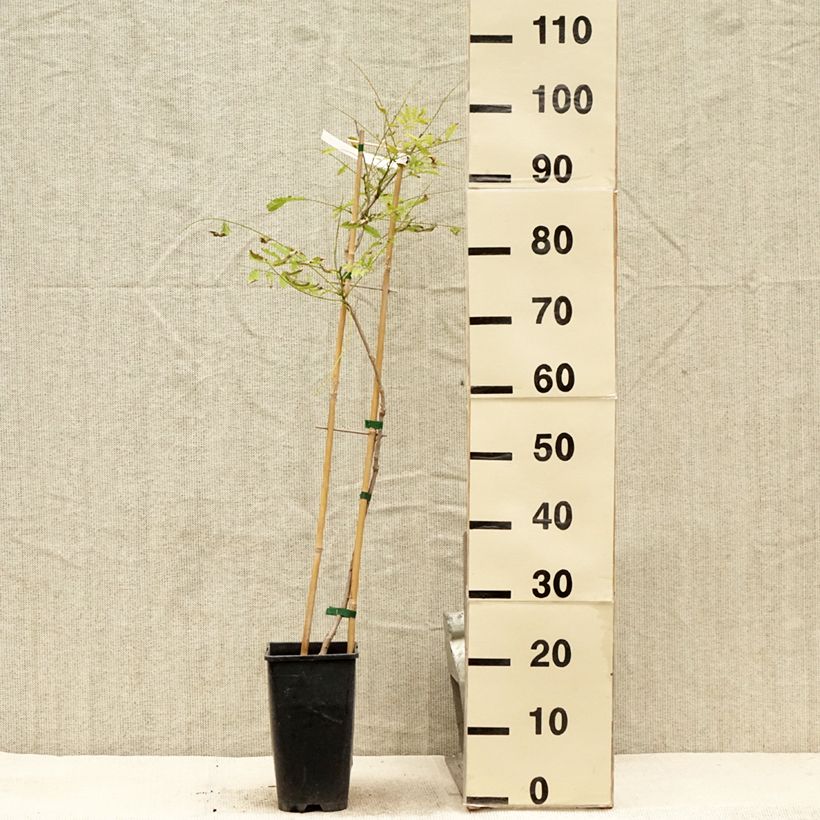 Ejemplar de Wisteria sinensis Caroline - Glicinia Maceta 2L/3L entregado en verano