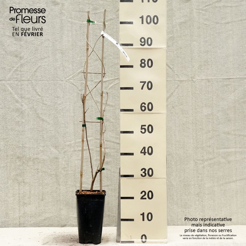 Wisteria sinensis Caroline - Glicinia Maceta 2L/3L Ejemplar entregado en invierno