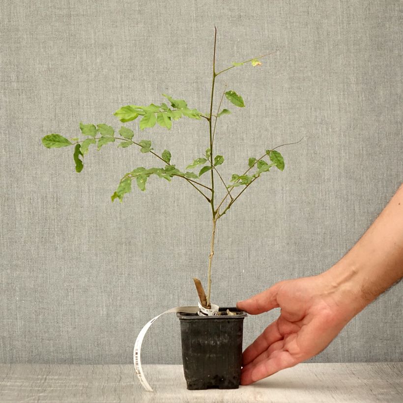 Ejemplar de Wisteria sinensis Alba - Glicinia Maceta de 8/9 cm entregado en verano