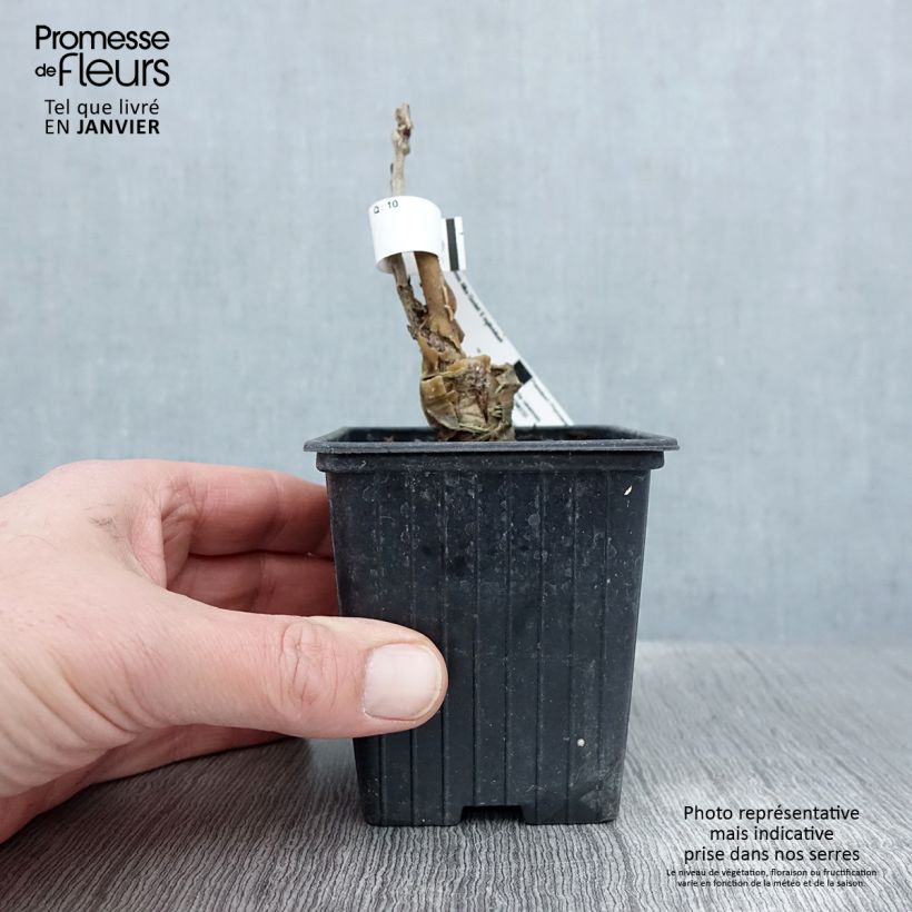 Wisteria sinensis Alba - Glicinia Maceta de 8/9 cm Ejemplar entregado en invierno