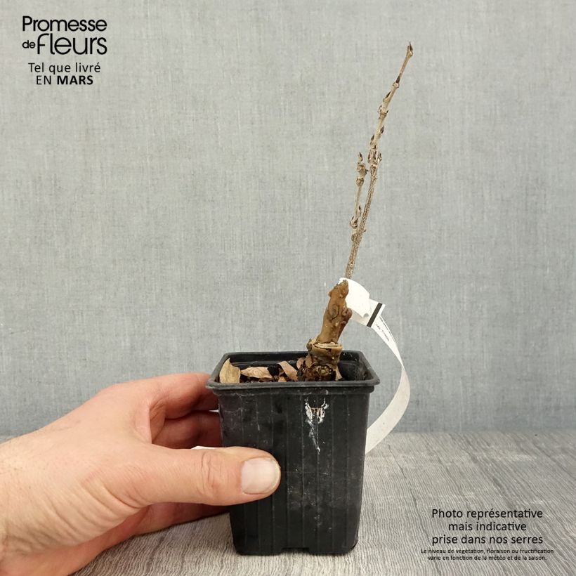 Wisteria sinensis Alba - Glicinia Maceta de 8/9 cm Ejemplar entregado en la primavera