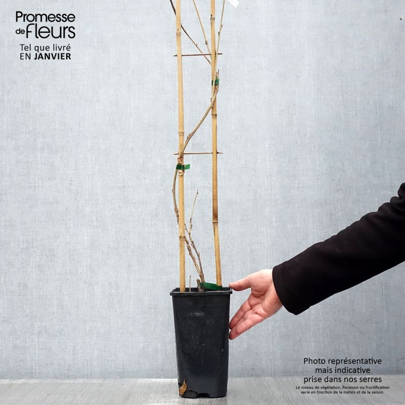 Wisteria sinensis Alba - Glicinia Maceta 2L/3L Ejemplar entregado en invierno