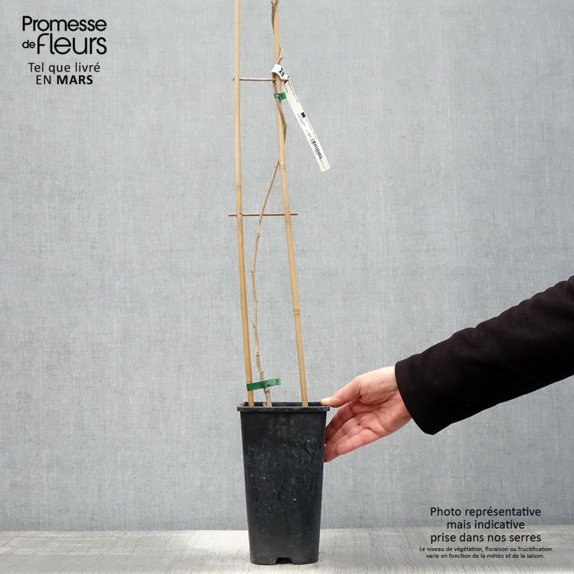 Wisteria sinensis Alba - Glicinia Maceta 2L/3L Ejemplar entregado en la primavera