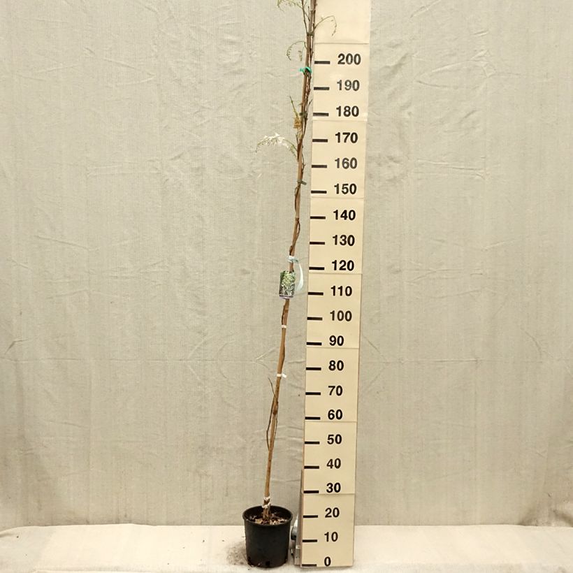 Wisteria sinensis Alba - Glicinia Maceta 3L/4L Ejemplar entregado en la primavera