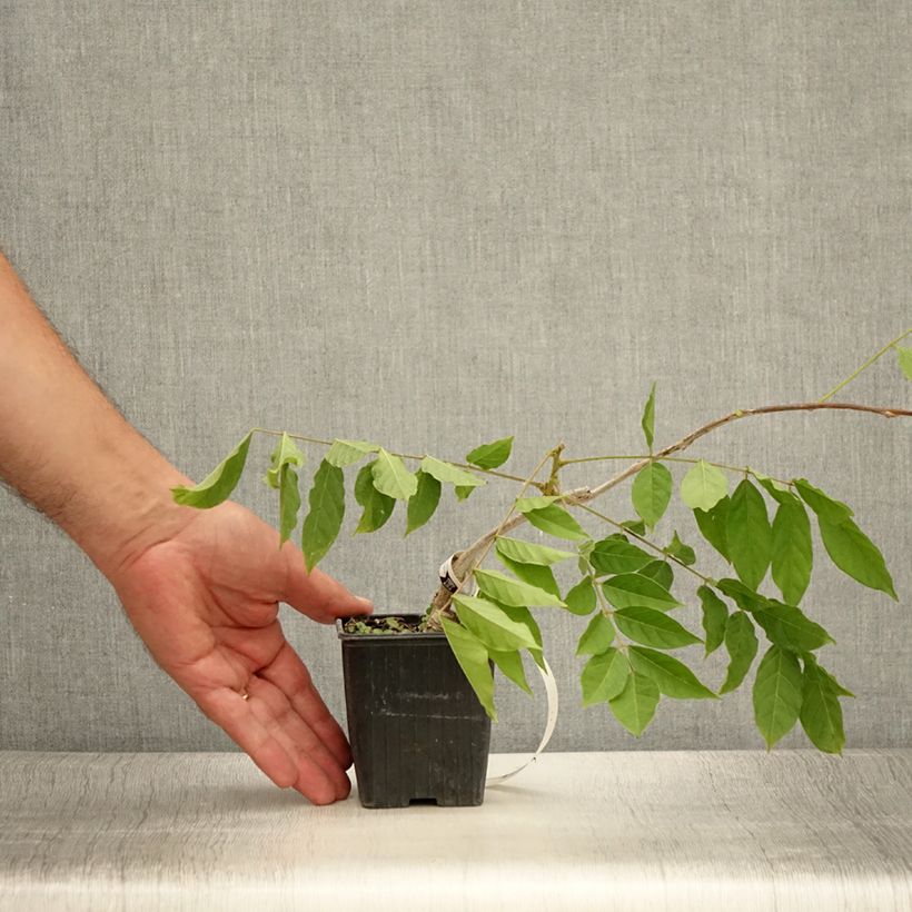 Ejemplar de Wisteria sinensis - Glicinia Maceta de 8/9 cm entregado en verano