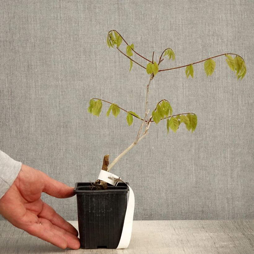 Wisteria sinensis - Glicinia Maceta de 8/9 cm Ejemplar entregado en la primavera