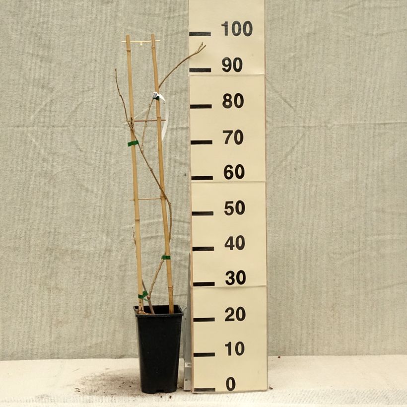 Wisteria sinensis Flore Pleno - Glicinia Maceta 3L/4L Ejemplar entregado en la primavera