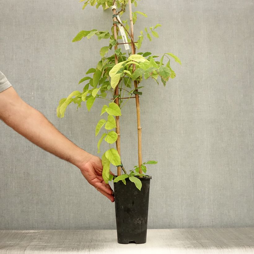 Ejemplar de Wisteria sinensis - Glicinia Maceta 2L/3L entregado en verano