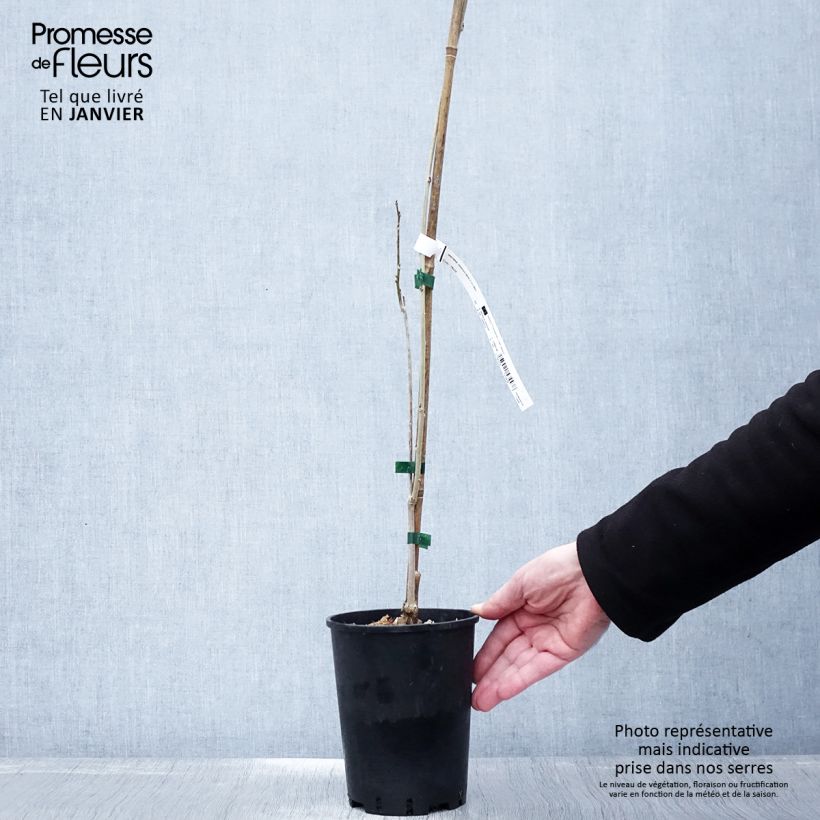 Wisteria sinensis - Glicinia Maceta 2L/3L Ejemplar entregado en invierno