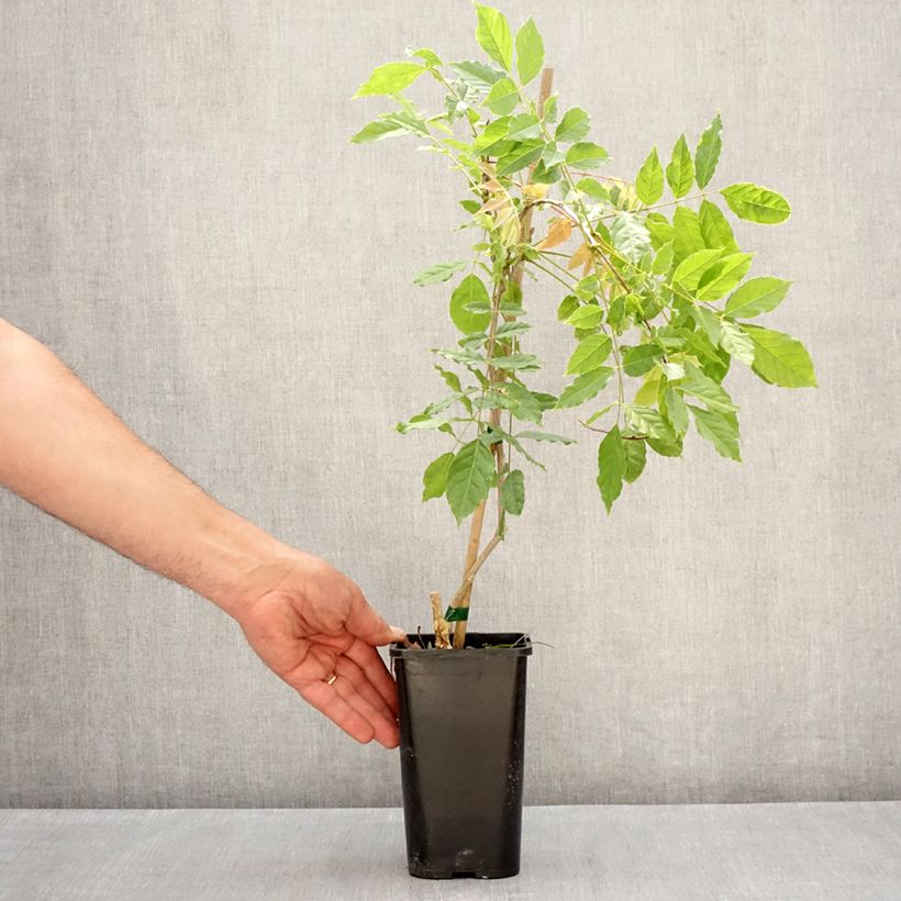 Wisteria formosa - Glicinia Maceta 1,5L/2L Ejemplar entregado en la primavera