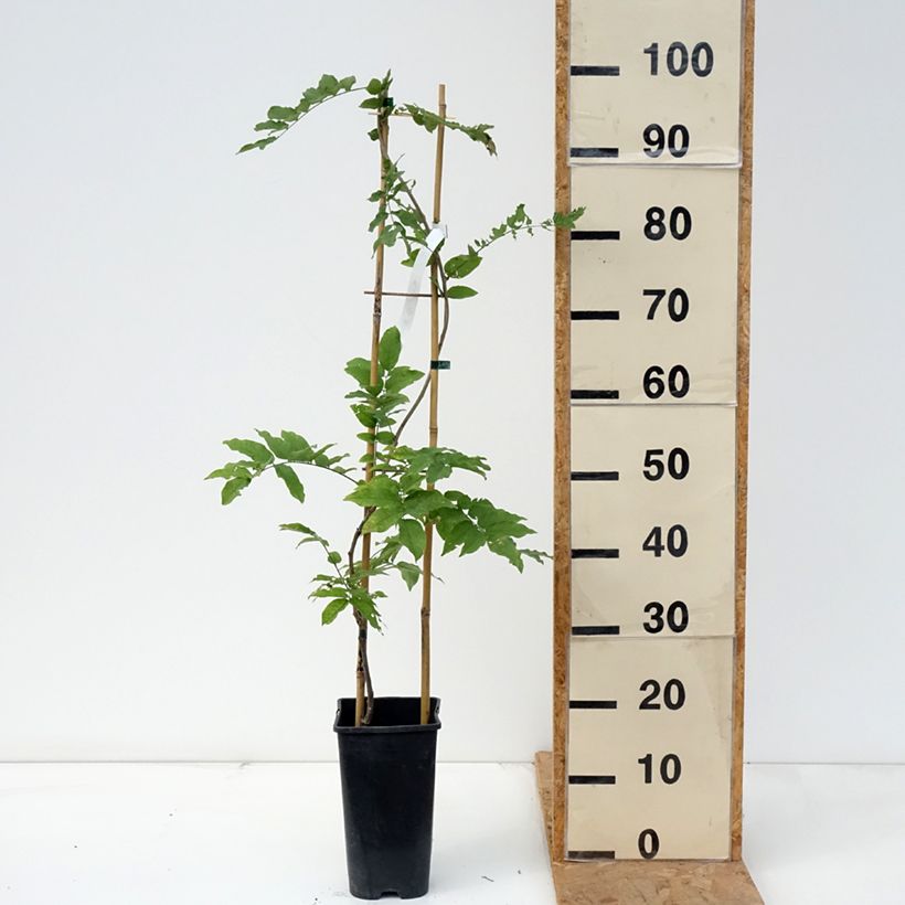 Ejemplar de Wisteria formosa - Glicinia Maceta 3L/4L entregado en otoño
