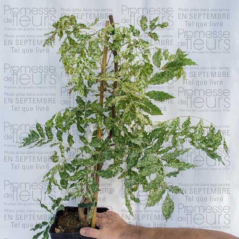 Ejemplo de ejemplar de Wisteria floribunda Variegata - Glicinia japonesa Maceta 2L/3L tal y como se entrega