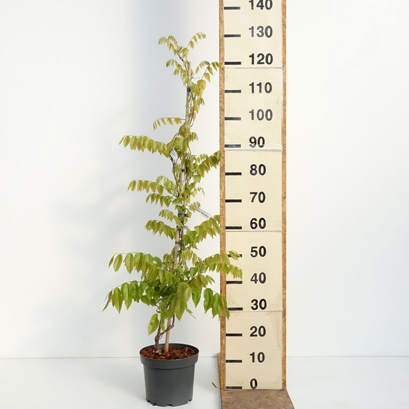 Wisteria brachybotrys Shiro-Beni - Glicinia Maceta 4L/5L Ejemplar entregado en la primavera