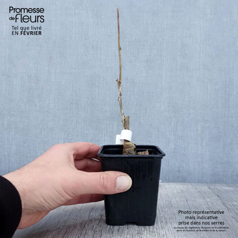 Wisteria floribunda Alba - Glicinia japonesa Maceta de 8/9 cm Ejemplar entregado en invierno