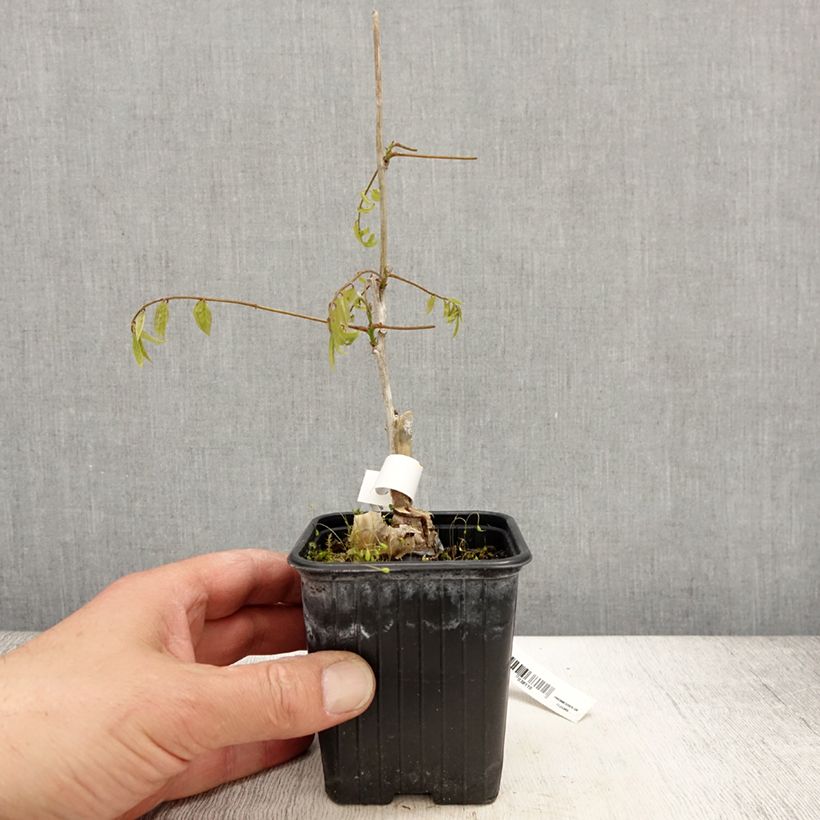 Wisteria floribunda Alba - Glicinia japonesa Maceta de 8/9 cm Ejemplar entregado en la primavera