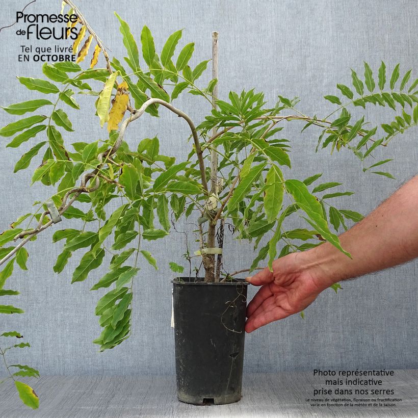Ejemplar de Wisteria floribunda Alba - Glicinia japonesa Maceta 1,5L/2L entregado en otoño