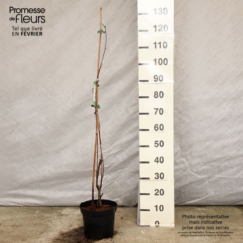 Wisteria floribunda Alba - Glicinia japonesa Maceta 3L/4L Ejemplar entregado en invierno