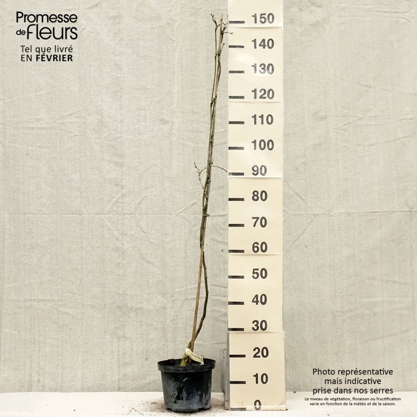 Wisteria floribunda Domino - Glicinia japonesa Maceta 3L/4L Ejemplar entregado en invierno