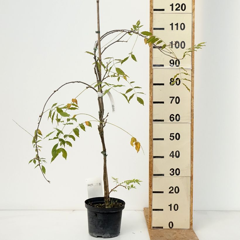 Ejemplar de Wisteria floribunda Domino - Glicinia japonesa Maceta 1,5L/2L entregado en otoño