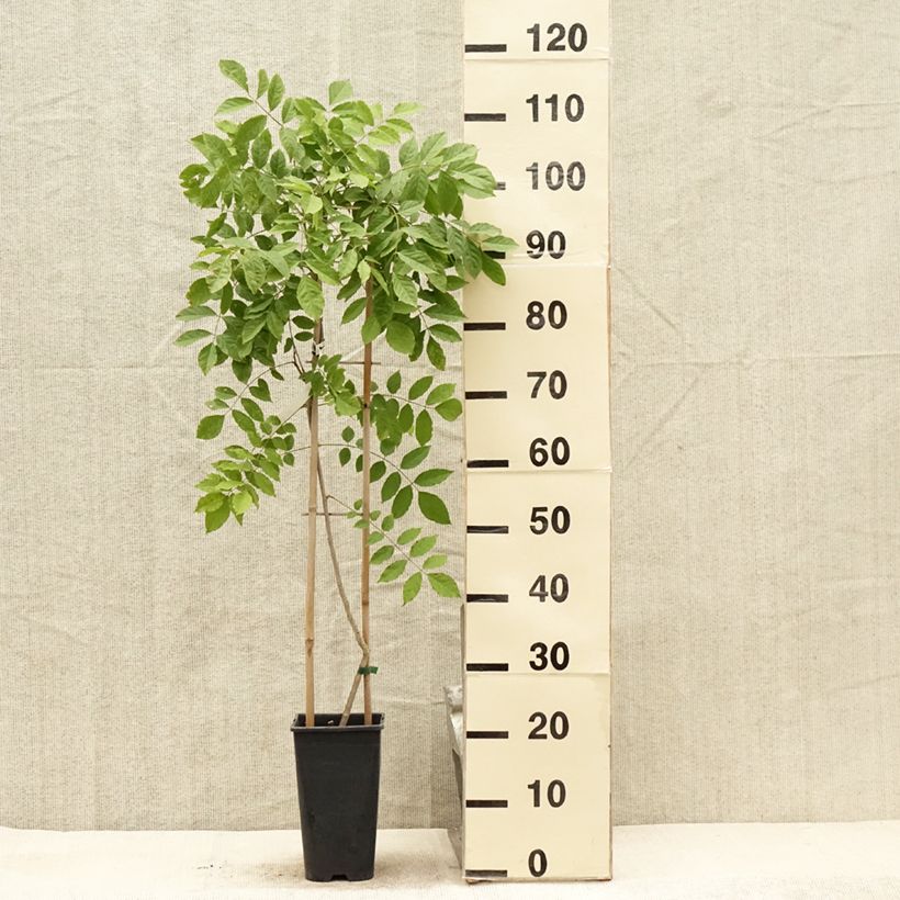 Ejemplar de Wisteria floribunda - Glicinia japonesa Maceta 3L/4L entregado en verano