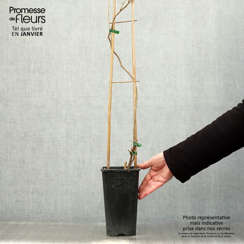 Wisteria floribunda Honbeni - Glicinia japonesa Maceta 2L/3L Ejemplar entregado en invierno