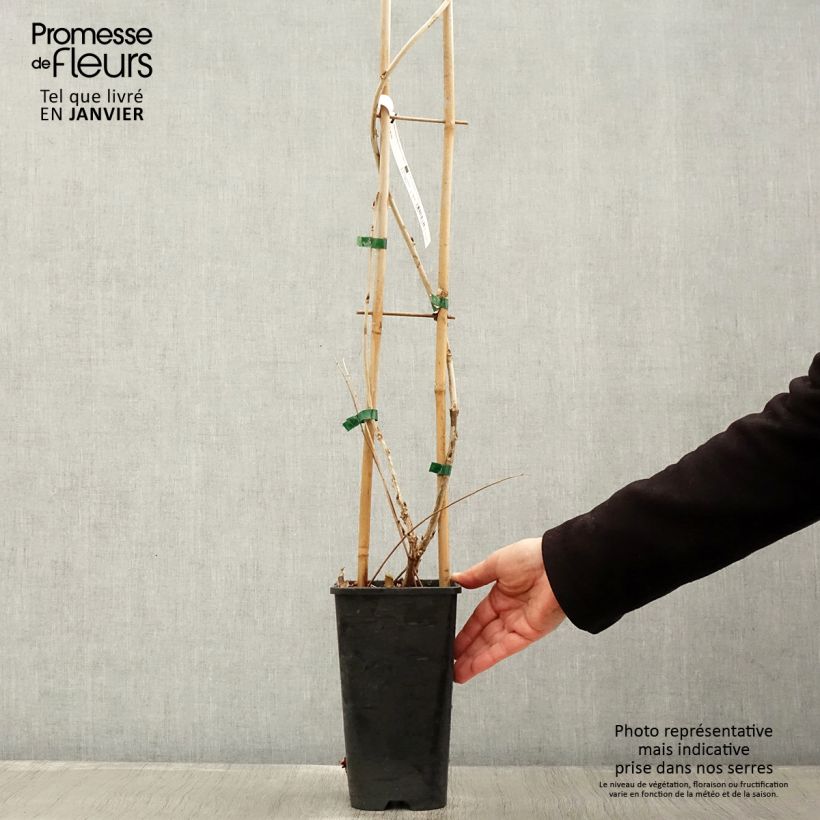 Wisteria floribunda Macrobotrys - Glicinia japonesa Maceta 2L/3L Ejemplar entregado en invierno