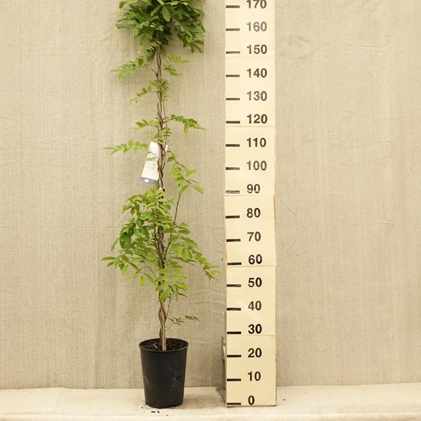 Ejemplar de Wisteria floribunda Shiro-noda - Glicinia japonesa Maceta 4L/5L entregado en verano