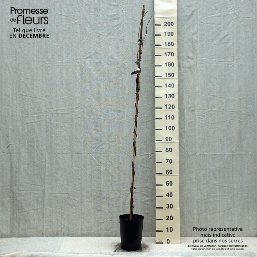 Wisteria floribunda Shiro-noda - Glicinia japonesa Maceta 4L/5L Ejemplar entregado en invierno