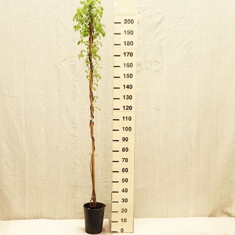Wisteria floribunda Shiro-noda - Glicinia japonesa Maceta 4L/5L Ejemplar entregado en la primavera