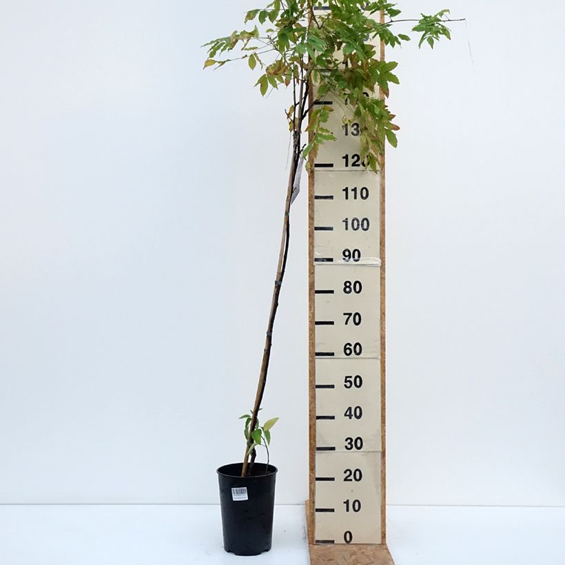 Ejemplar de Wisteria venusta Grande Diva Barbara - Glicina japonesa Maceta 4L/5L entregado en otoño