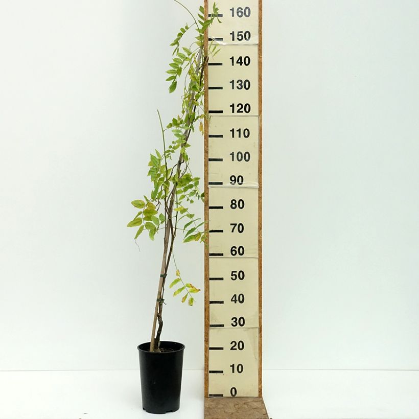 Ejemplar de Glycine Grande Diva Barbara - Wisteria (x) venusta Pot de 4L/5L entregado en verano