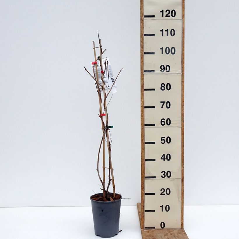 Wisteria venusta Grande Diva Barbara - Glicina japonesa Maceta 4L/5L Ejemplar entregado en invierno