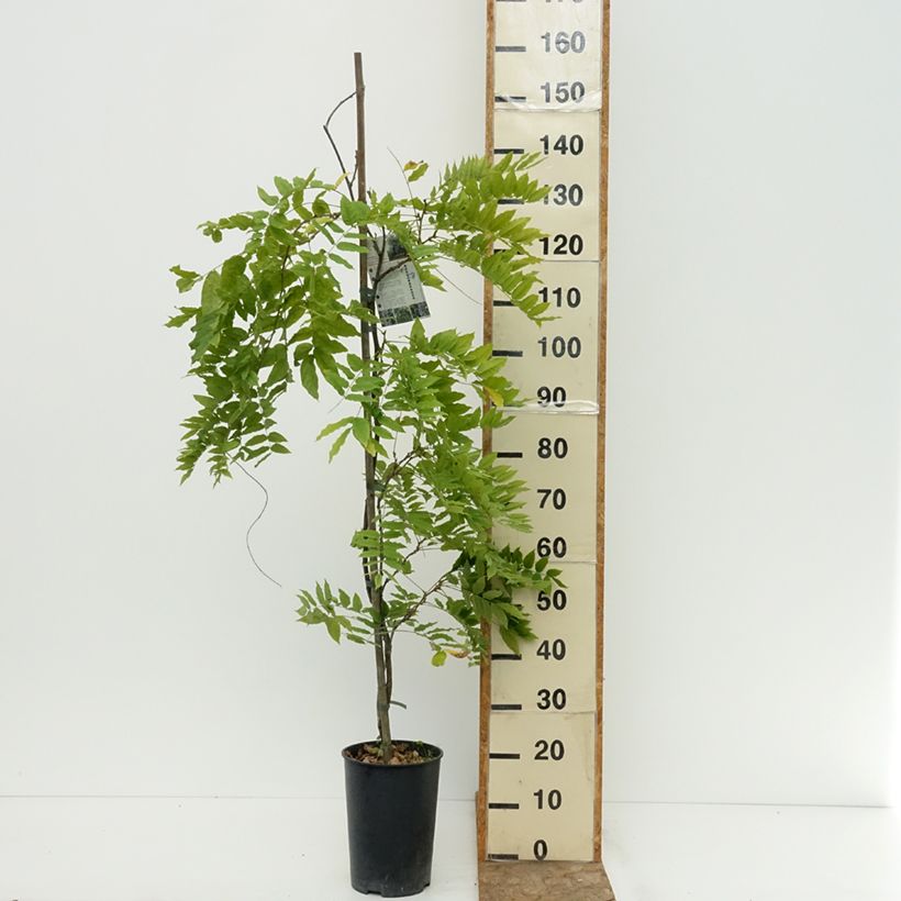 Ejemplar de Wisteria venusta Grande Diva Cecilia - Glicina japonesa Maceta 4L/5L entregado en verano